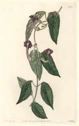Ceropegia elegant, pochodząca z Indii - Mocna woda autorstwa S. Wattsa z ilustracji Sarah Anne Drake (1803-1857), z rejestru botanicznego