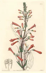 Chelone (lub Galane) ma liście waleriany, pochodzące z Kalifornii - mocna woda S. Watts z ilustracji Sarah Anne Drake (1803-1857), z rejestru botanicznego
