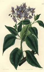 Chilijskie drzewo ziemniaczane lub solanum o liściach karbowanych. Ręcznie barwiony miedzioryt autorstwa S. Wattsa według ilustracji panny Sarah Drake z rejestru botanicznego Sydenham Edwards, Ridgeway, Londyn