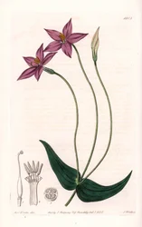 Chironia Variete - Talerz grawerowany przez S.Wattsa, z ilustracji Sarah Anne Drake (1803-1857), z rejestru botanicznego Sydenham Edwards (1768-1819), Anglia