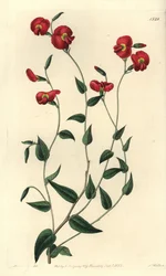 Chorizema ovatum (Ovate chorozema, Chorizema ovatum). Ręcznie barwiony miedzioryt autorstwa S. Wattsa według ilustracji panny Sarah Drake z rejestru botanicznego Sydenham Edwards, Ridgeway, Londyn