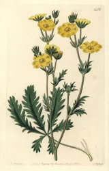 Pięciolistna sukienka - Pięciornik postrzępiony, Potentilla laciniosa. Ręcznie barwiony miedzioryt autorstwa S. Wattsa wg ilustracji M. Harta z Sydenham Edwards