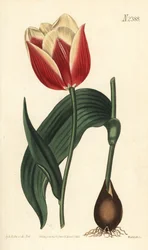 Tulipan Claramond, Tulipa suaveolens var. latifolia. Ręcznie barwiony miedzioryt autorstwa Weddella według ilustracji botanicznej Sydenhama Edwardsa z magazynu botanicznego Williama Curtisa, Samuel Curtis, Londyn