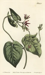 Pnącze pnącze, Matelea obliqua (cynanchum dziewiczy, Cynanchum przebarwiony). Ręcznie barwiony miedzioryt autorstwa F. Sansoma Jr. według ilustracji Sydenhama Edwardsa z magazynu botanicznego Williama Curtisa, T. Curtis, Londyn