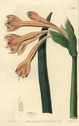 Clinanthus fulvus (Tawny coburgia, Coburgia fulva). Ręcznie barwiony miedzioryt autorstwa S. Wattsa według ilustracji Williama Herberta z Sydenham Edwards