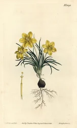 Moraea fugacissima (galaktyka wąskolistna, Galaxia graminea). Ręcznie barwiony miedzioryt autorstwa F. Sansoma Jr. według ilustracji Sydenhama Edwardsa z magazynu botanicznego Williama Curtisa, T. Curtis, Londyn