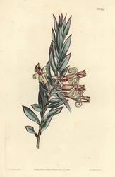 Klaster kwitnie styfelia, styfelia triflora. Ręcznie barwiony miedzioryt autorstwa F. Sansoma Jr. według ilustracji Sydenhama Edwardsa z magazynu botanicznego Williama Curtisa, T. Curtis, Londyn
