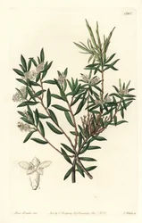 Wrzosowate wybrzeże lub białobrody drobnokwiatowe, Leucopogon parviflorus. Ręcznie barwiony miedzioryt autorstwa S. Wattsa według ilustracji panny Sarah Drake z rejestru botanicznego Sydenham Edwards, Ridgeway, Londyn