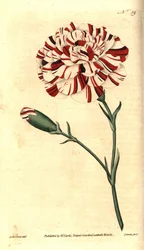 Goździk pospolity, goździk kwiatowy lub goździk goździkowy - kamień nazębny Franklina, goździk dziwaczny szkarłatny, Dianthus caryophyllus. Ręcznie kolorowany miedzioryt autorstwa Jamesa Sowerby