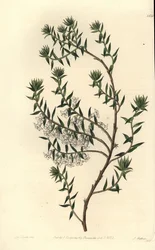 Wrzosiec pospolity, Epicris impressa (Snowy epacris, Epicris nivalis). Ręcznie barwiony miedzioryt autorstwa S. Wattsa według ilustracji panny Sarah Drake z rejestru botanicznego Sydenham Edwards, Ridgeway, Londyn