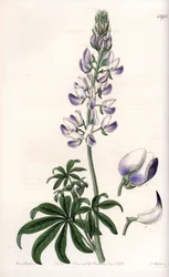 Łubin pospolity - Grawerowana tablica autorstwa S.Wattsa, z ilustracji Sarah Anne Drake (1803-1857), z rejestru botanicznego Sydenham Edwards (1768-1819), Anglia