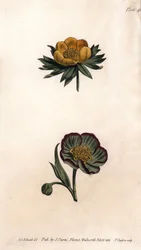 Korona erantu zimowego (albo ciemiernik lub akonit zimowy) i ciemiernik fetydowy. Kolorowa miedzioryt, ilustracja Sydenham Edwards (1768-1819) dla Konferencji Botanicznej, Ogród Botaniczny Lambeth (Anglia)