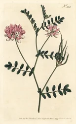 Coronilla bigaree - Purpurowa wyka koronowa, Securigera varia (Purple coronilla, Coronilla varia). Ręcznie barwiony miedzioryt autorstwa Sansoma według ilustracji Sydenhama Edwardsa z magazynu Botanical Magazine Williama Curtisa, Londyn