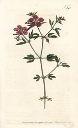 Kreta Fagonia - Fagonia kretyńska, Fagonia cretica. Ręcznie barwiony miedzioryt autorstwa Sansoma według ilustracji Sydenhama Edwardsa z magazynu Botanical Magazine Williama Curtisa, Londyn