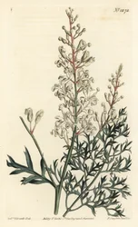 Krzew karbowany lub wrotycz pospolity - Krzew karbowany lub paproć pietruszkowa (lomatia siarkowolistna), Lomatia silaifolia. Ręcznie barwiony miedzioryt autorstwa F. Sansoma Jr. według ilustracji Sydenhama Edwardsa z magazynu botanicznego Williama Curtisa