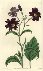 Curvy Salpiglossis - Malowany język, Salpiglossis sinuata (ciemnofioletowy salpiglossis, Salpiglossis atropurpurea). Ręcznie barwiony miedzioryt autorstwa S. Wattsa wg ilustracji M. Harta z Sydenham Edwards