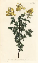 Cytisophyllum sessilifolium (Cytisus sessilifolius zwyczajny, Cytisus sessilifolius). Ręcznie barwiony miedzioryt autorstwa Sansoma według ilustracji Sydenhama Edwardsa z magazynu Botanical Magazine Williama Curtisa, Londyn