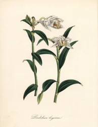Dendrobium variete - storczyk Dendrobium długorogi, Dendrobium longicornu. Skopiowano z „” Botanical Register” Sydenhama Edwardsa. „Ręczny cynkograf autorstwa C. Chabot narysowany przez pannę M. A. Burnett z jej „” Plantae Utiliores: or Illustrations of Us