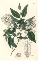 Deutzie rudy, pochodzący z Japonii - Water forte autorstwa S. Wattsa z ilustracji Sarah Anne Drake (1803-1857), z rejestru botanicznego