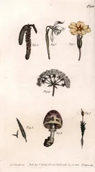 Różne kielichy: Primose, Snow Pierce, Orzech Laskowy, Cike, Trawa, Grzyb i Mech. Kolorowa miedzioryt, ilustracja Sydenham Edwards (1768-1819) dla Konferencji Botanicznej, Ogród Botaniczny Lambeth (Anglia)