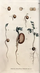 Różne etapy kiełkowania nasiona grochu i fasoli zwyczajnej. Kolorowany miedzioryt, ilustracja Sydenhama Edwardsa (1768-1819) do Conferences of Botanical, Ogród Botaniczny w Lambeth (Anglia)