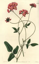 Rozszerzona kennedya, Kennedya dilatata. Ręcznie barwiony miedzioryt autorstwa S. Wattsa według ilustracji panny Sarah Drake z rejestru botanicznego Sydenham Edwards, Ridgeway, Londyn