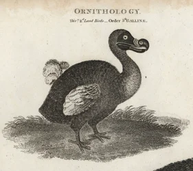 Dodo, Raphus cucullatus, wymarły ptak nielot. Miedzioryt T. Miltona wg ilustracji Sydenhama Edwardsa z Cyclopaedia lub Universal Dictionary Abrahama Reesa, Londyn