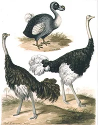 Dodo i struś (akwarela)
