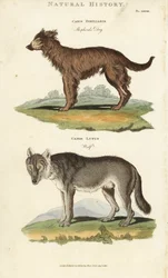 Pies i Wilk - Owczarek, Canis familiaris i wilk, Canis lupus. Ręcznie barwiony miedzioryt według Sydenhama Edwardsa z John Mason Good