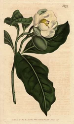 Magnolia karłowata, z białym kwiatem, pochodząca z Cjine i Jawy. Magnolia karłowata o białych kwiatach, pochodząca z Chin i Jawy. Kokos magnoliowy (Magnolia pumila). Ręcznie kolorowany miedzioryt z ilustracji botanicznej autorstwa Sydenhama Edwardsa autors