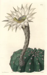 Echinocactus eyriesii, kwitnący kaktus, pochodzący z Meksyku - Mocna woda autorstwa S. Wattsa z ilustracji Sarah Anne Drake (1803-1857), z rejestru botanicznego