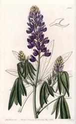Elegancki Lupin lub Lupin z Meksyku - Grawerowane przez S.Wattsa, z ilustracji Sarah Anne Drake (1803-1857), z rejestru botanicznego Sydenham Edwards (1768-1819), Anglia