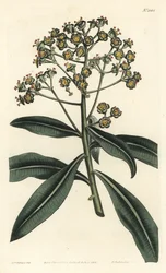 Euphorbe mellifere - Honey spurge lub miododajna euphorbia, Euphorbia mellifera. Ręcznie kolorowany miedzioryt wykonany przez F. Sansoma Jr. na podstawie ilustracji Sydenhama Edwardsa z "William Curtis