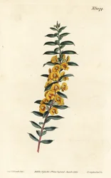 Eutaxia myrtifolia (Dillwynia obovata). Ręcznie barwiony miedzioryt autorstwa F. Sansoma Jr. według ilustracji Sydenhama Edwardsa z magazynu botanicznego Williama Curtisa, T. Curtis, Londyn