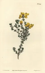 Aspalathus mięsistolistny, Aspalathus carnosa. Ręcznie barwiony miedzioryt autorstwa F. Sansoma Jr. według ilustracji Sydenhama Edwardsa z magazynu botanicznego Williama Curtisa, T. Curtis, Londyn