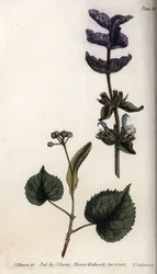 Kwiatowe liście i fiołkowy bukiet końcowych liściaków zielonej szałwii (lub szałwii horminalnej) i lip. Kolorowa miedzioryt, ilustracja Sydenham Edwards (1768-1819) dla Konferencji Botanicznej, Ogród Botaniczny Lambeth (Anglia)