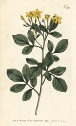 Pachnący jaśmin - najsłodszy jaśmin, Jasminum odoratissimum. Ręcznie barwiony miedzioryt autorstwa Sansoma według ilustracji Sydenhama Edwardsa z magazynu Botanical Magazine Williama Curtisa, Londyn