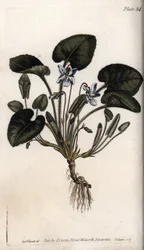 Pachnący fiolet. Kolorowa miedzioryt, ilustracja Sydenham Edwards (1768-1819) dla Konferencji Botanicznej, Ogród Botaniczny Lambeth (Anglia)