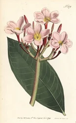Frangipani - Frangipani lub czerwona plumeria, Plumeria rubra. Ręcznie barwiony miedzioryt autorstwa Sansoma według ilustracji Sydenhama Edwardsa z magazynu Botanical Magazine Williama Curtisa, Londyn