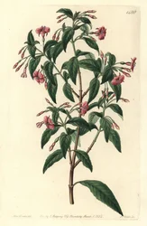 Fuschia variete - Fuksja o rozgałęzionych prętach, Fuchsia bacillaris. Naturalny mieszaniec pomiędzy Fuchsia microphylla subsp. microphylla i Fuchsia thymifolia subsp. thymifolia. Ręcznie kolorowany miedzioryt autorstwa S. Wattsa na podstawie ilustracji Sa