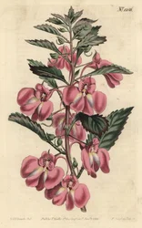Balsamina Ogrodowa - Balsam ogrodowy, Niecierpek balsamiczny (Balsam gruczołowolistny, Impatiens coccinea). Ręcznie barwiony miedzioryt autorstwa F. Sansoma Jr. według ilustracji Sydenhama Edwardsa z magazynu botanicznego Williama Curtisa, T. Curtis, Londy