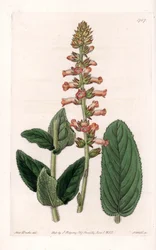 Genera Variete - Talerz grawerowany przez S.Wattsa, z ilustracji Sarah Anne Drake (1803-1857), z rejestru botanicznego Sydenham Edwards (1768-1819), Anglia