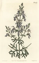 Germandree d