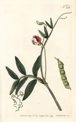 Gesse climene - wyka hiszpańska, Lathyrus clymenum (Lathyrus mieszany, Lathyrus articulatus). Ręcznie barwiony miedzioryt autorstwa Sansoma według ilustracji Sydenhama Edwardsa z magazynu Botanical Magazine Williama Curtisa, Londyn