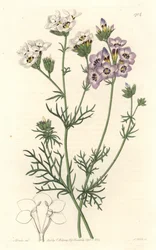Gilia tricolor, odmiana biało-fioletowa, pochodząca z Kalifornii - mocna woda S. Watts z ilustracji Sarah Anne Drake (1803-1857), z rejestru botanicznego
