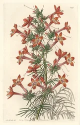 Gilie a coronope leaf lub Ipomopside elegante - Water forte autorstwa S. Wattsa z ilustracji Sarah Anne Drake (1803-1857), z rejestru botanicznego