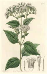 Gruczołowy eupatorium, pochodzący z Meksyku - mocna woda S. Watts z ilustracji M. Mart, z rejestru botanicznego