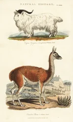 Koza i lama - koza długoroga, Capra aegagrus i lama, Lama glama (Glama camel, Camelus lama). Ręcznie barwiony miedzioryt według Sydenhama Edwardsa z John Mason Good