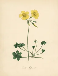 Szczawik pospolity, Oxalis caprina. Zaczerpnięte z ilustracji Sydenhama Edwardsa w „Botanicznym Magazynie” Williama Curtisa. Cynkografia kolorowana przez C. Chabot narysowana przez pannę M. A. Burnett z jej „Plantae Utiliores: or Illustrations of Useful Pl