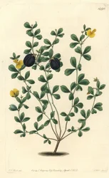 Gompholobium variete (endemiczna odmiana strączkowa do Australii) - Gompholobium o grubych krawędziach, Gompholobium marginatum. Ręcznie barwiony miedzioryt autorstwa S. Wattsa według ilustracji J.T. Hart z rejestru botanicznego Sydenham Edwards, Ridgeway,